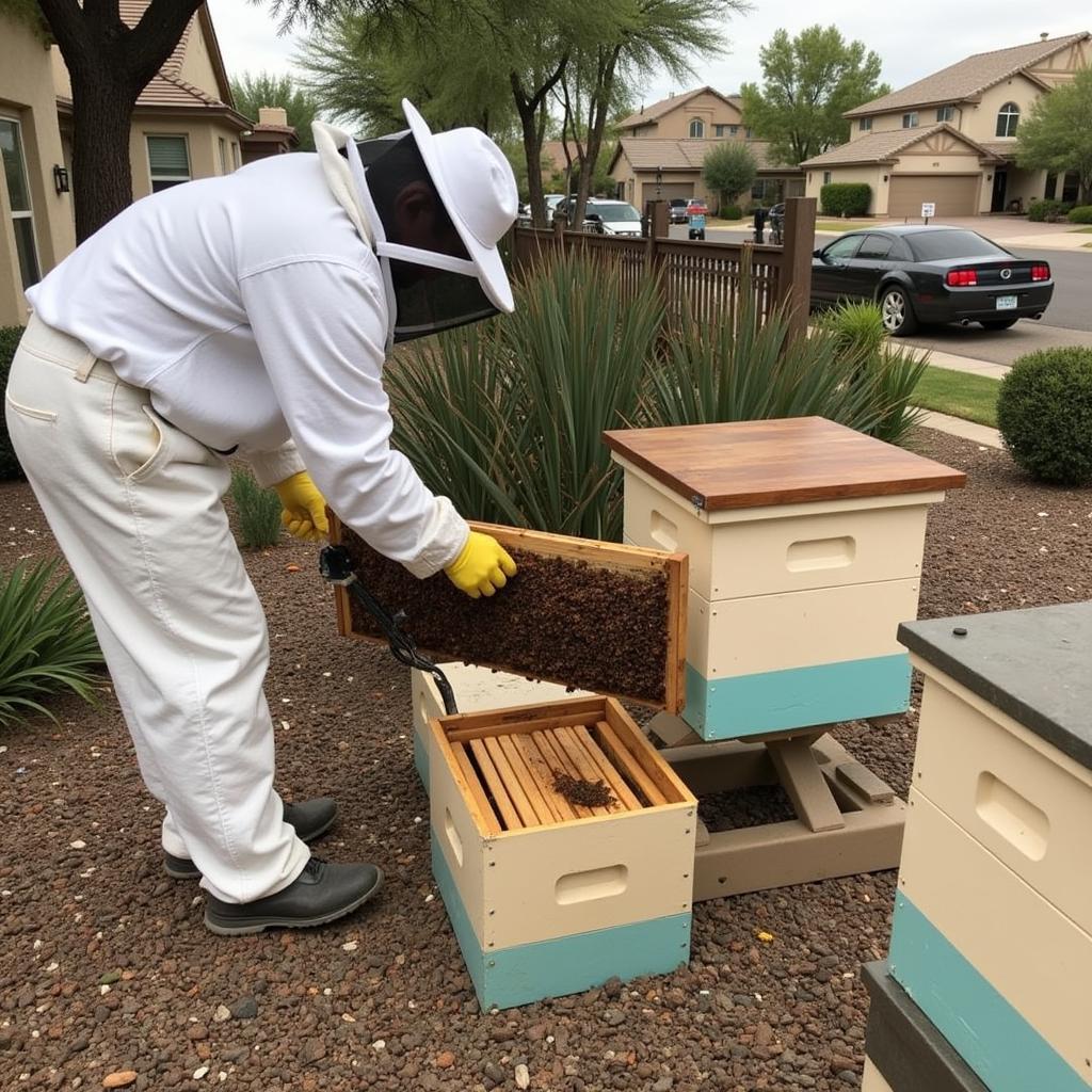 Bee Removal Tucson