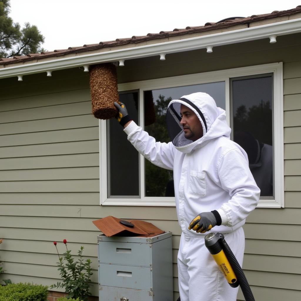 Beekeeper Removing Bees in Chula Vista