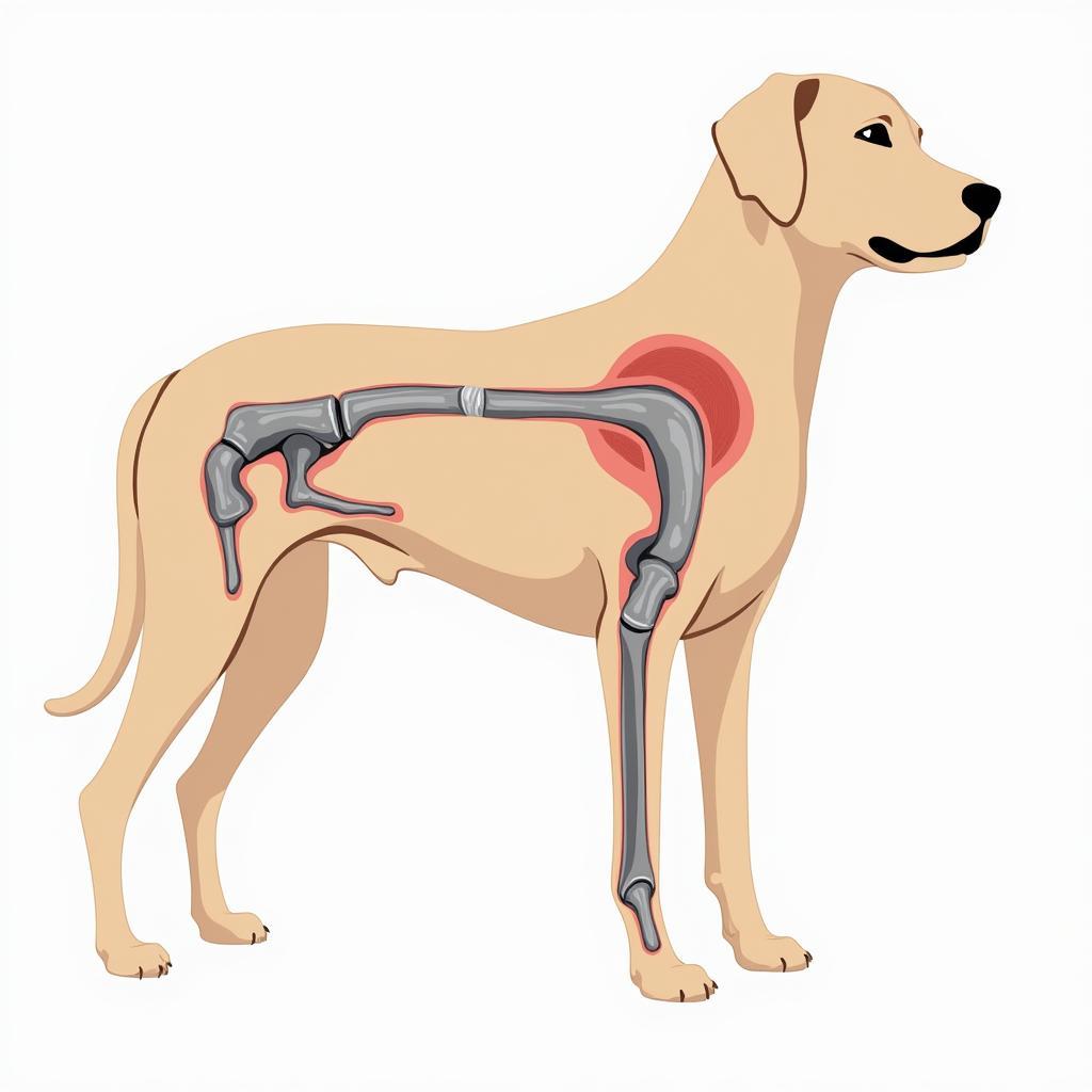 Large Breed Dog Joint Anatomy