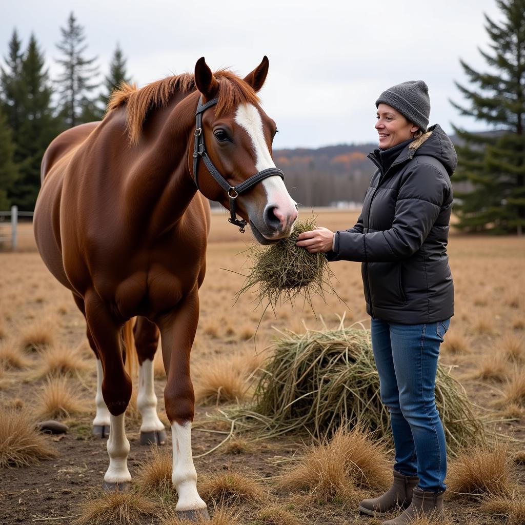 Free Horse in Maine Being Fed