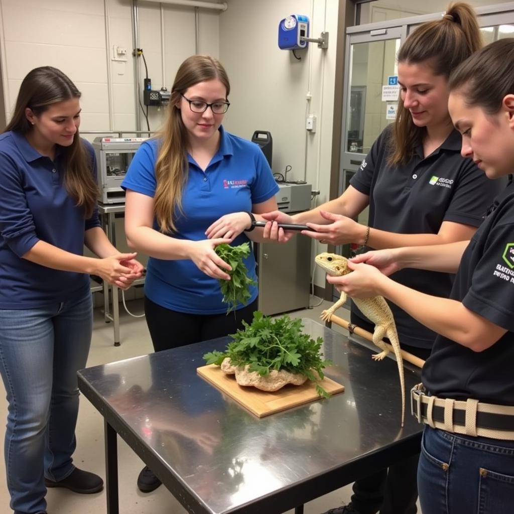 Volunteers at a Reptile Rescue Organization Caring for Bearded Dragons