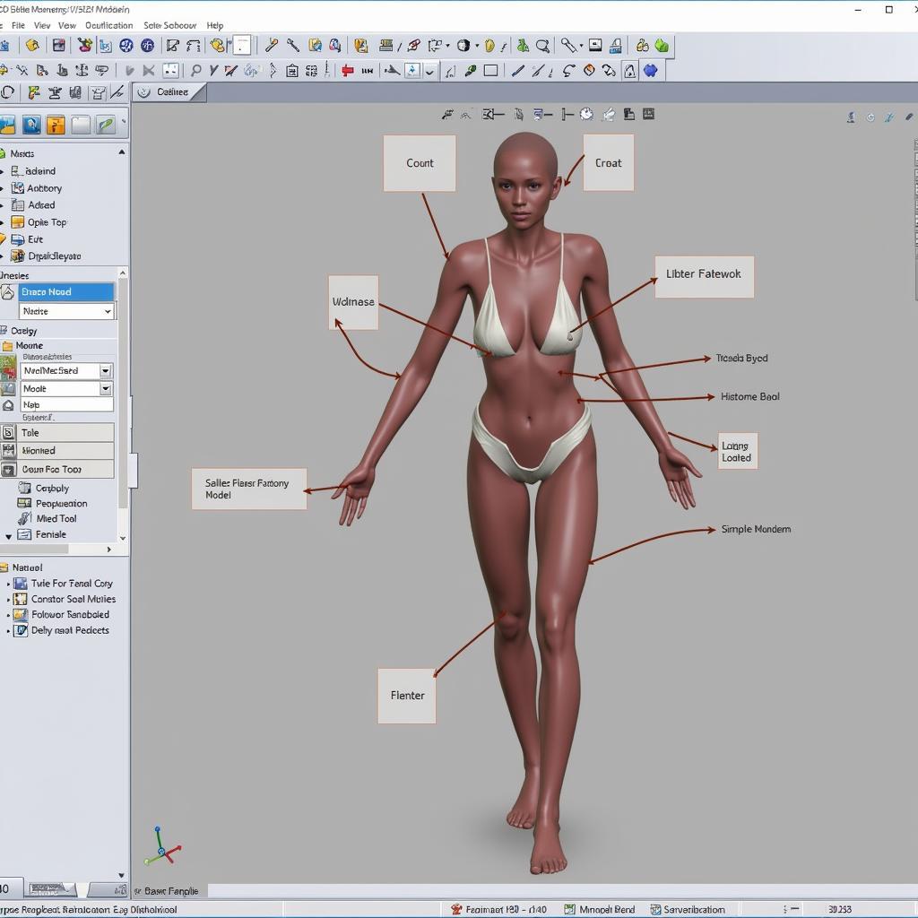 3D Modeling Software and Female Anatomy Model