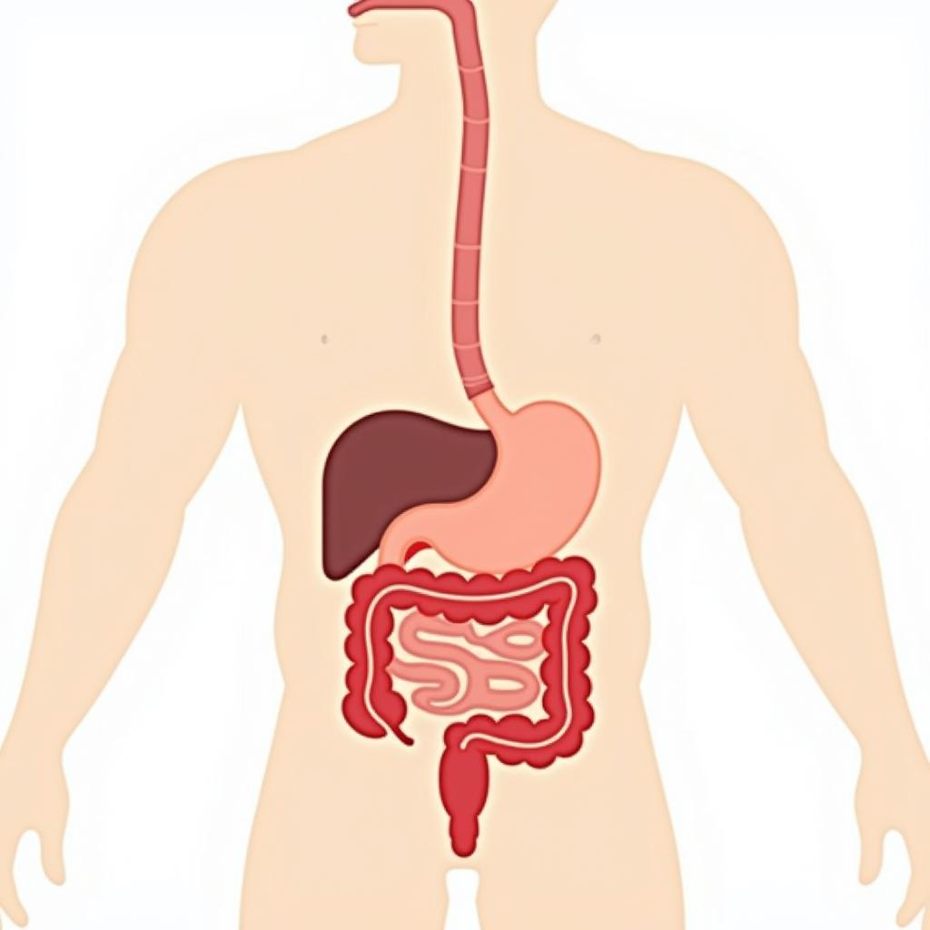 Illustration of the human digestive system highlighting areas potentially affected by sugar alcohols.