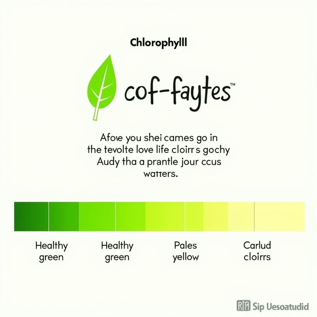 Example of a Free Chlorophyll Chart